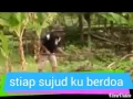 Download Lagu Laoneis band - cepet pulang ayah dan ibu