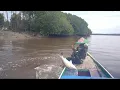 Download Lagu begitu mustahil mancing pinggiran lumpur strike barramundi babon #kakapputih 