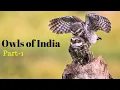 Download Lagu Owls of India: Indian Native Owls and Their Sounds. Part-1