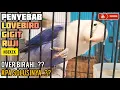 Download Lagu Cara Mengatasi Lovebird Ngeruji | Penyebab \u0026 Solusi Burung Lovebird Gigit Ruji Sangkar