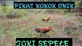 Download AYAM HUTAN MUDAH INI BIKIN PUTUS HARAPAN JOKI. MP3