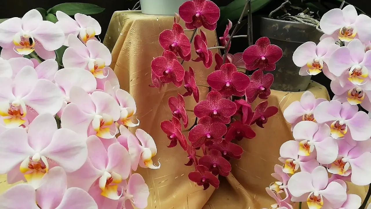 CÓMO CUIDAR ORQUÍDEAS PHALAENOPSIS EN CASA