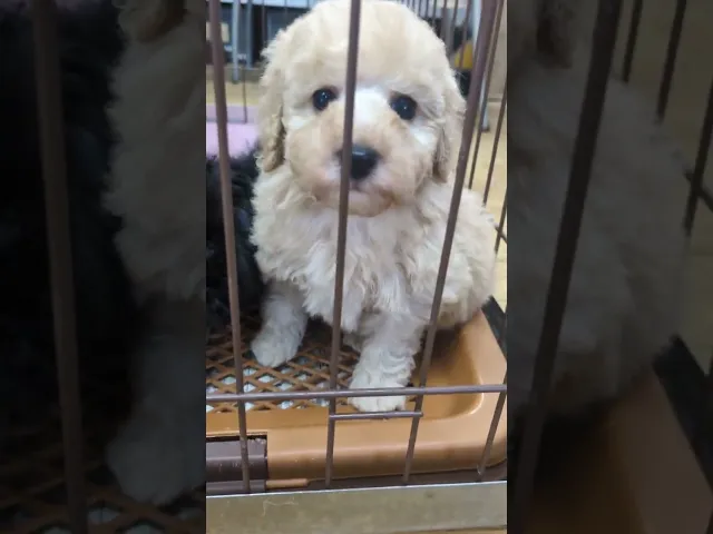 動画
