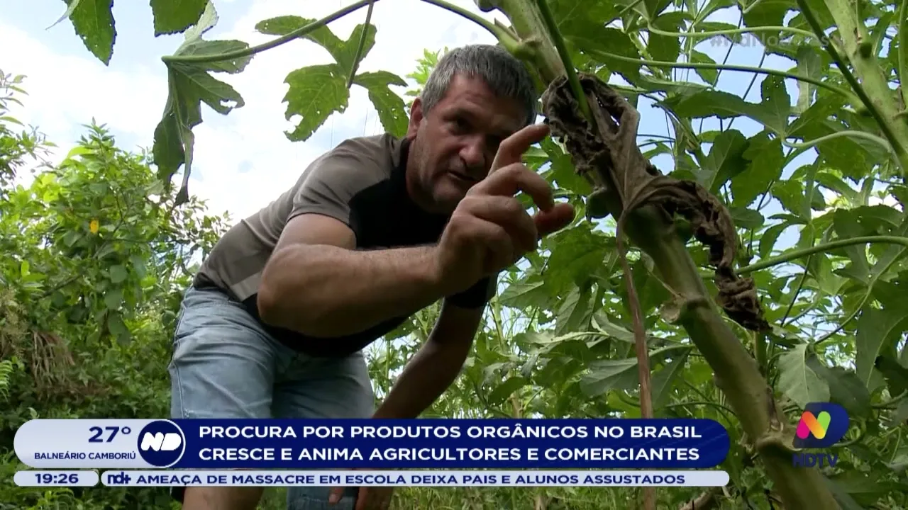 Procura por produtos orgânicos no brasil cresce e anima agricultores e comerciantes