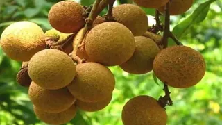Health Benefits Of Mangosteen Mangosteen Fruit Powder: https://amzn.to/2zgyEAq Let's have a look int. 