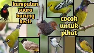 kumpulan suara kombinasi burung kecil cocok untuk pikat