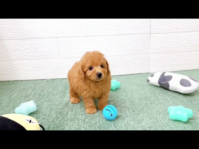 動画