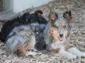 Lind Mini Aussie Puppy Mill Rescue