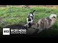 Modesto nonprofits asking for help with city s feral cat control