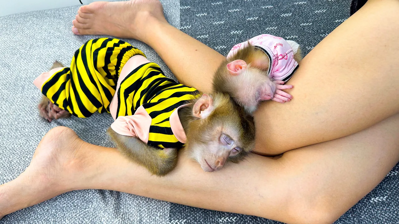 Monkey Kaka and Monkey Mit sleeping hugging mom's look so cute