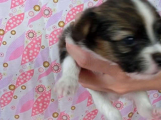 動画