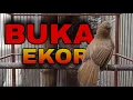 Download Lagu CUCAK JENGGOT MINI