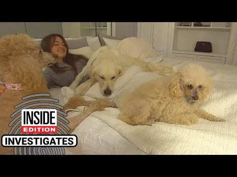 This is How Many Germs Your Dog Carries When it Sleeps in Your Bed