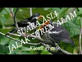 Lagu SUARA ASLI JALAK SUREN UNTUK PANCINGAN ATAUPUN TERAPI BURUNG ANDA YANG LEAST BUNYI