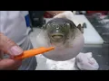 Puffer Fish Eating Carrot For 1 Hour ASMR