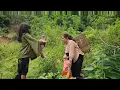 Download Lagu Harvesting corn to sell at the market on the way back accidentally met a forest man and a baby