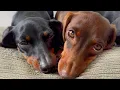 Download Lagu Time to clip the nails of 3 Mini Dachshunds.