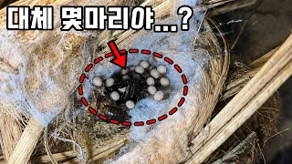 어미를 잡아먹은 원시생물..! 진드기같이 바글바글 번식 성공했습니다