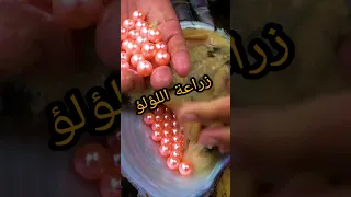 لن تصدق حقيقة اللؤلؤ  لن تصدق حقيقة اللؤلؤ