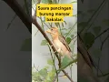 Download Lagu suara pancingan burung manyar bakalan ampuh #videoshort #birds