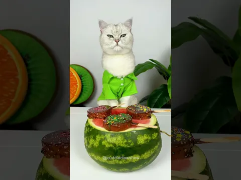 Chocolate Watermelon π«ππ #shorts #cats