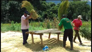 MUITO TRABALHO NA COLHEITA DO ARROZ DO SEU ANTÔNIO