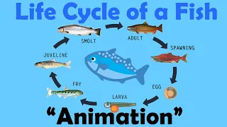 FISH LIFE CYCLE Animation