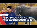 Download Lagu Sapi Raksasa Mike Tyson Milik Warga Pekalongan Terpilih Jadi Kurban Presiden Prabowo