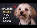 18 Maltese Dog Mixes Who Will Make Your Heart Skip a Beat