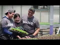 bio365 and Farming Turtles - bio365 Growing Media Case Study for Microgreens Baby Greens
