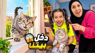 قطة غريبة دخلت الفيلا مريم وسرى دخلوها البيت عاشت مع قطة مريم !! علي سرى