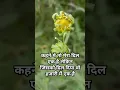 Download Lagu pyar kiye ki kahani #bollywood #love #music #hindisong #song #flowers #90sr #nature #latlaggai