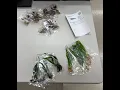 Aquarium Plants Factory comes through