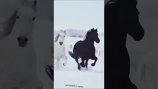 فيديو خيول تركض للتصميم بدون حقوق 