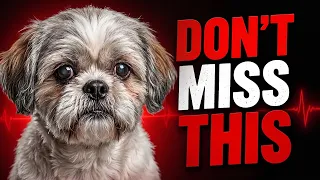 5 Critical Signs Your Senior Shih Tzu Is in Pain And What to Do
