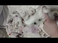 2 Week Old Maltipoo Puppies Get Good Vibrations