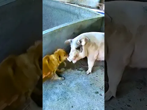 A Mother Will Always Fight for Her Children ❤️