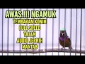 Download Lagu MASTERAN KOLIBRI FULL TEMBAKAN SPEED RAPAT DAN TAJAM SUARA JERNIH AMPUH BIKIN GACOR IKUT NYAUT