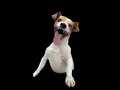 Lagu Crazy Dog Laugh | STAR MEMER |