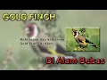 Suara Burung Gold Finch Dialam, kicau mania kelojotan, gacor polll