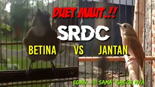 Download BETINA PUN TAK MAU NGALAH..!!!!SRDC JANTAN VS BETINA, PANCINGAN DAN MASTERAN SRDC AGAR CEPAT BUNYI MP3