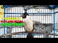 Download Lagu PANCINGAN AMPUH....!!! KUTILANG BETINA GACOR MEMANGGIL KUTILANG JANTAN
