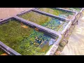 Download Lagu Natural Outdoor Guppy Farm: Transferring Pregnant Females and Feeding Baby Brine Shrimps!!