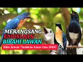 Lagu TERBUKTI AMPUH, MERANGSANG EMOSI TLEDEKAN GUNUNG, SRDC DAN KACER