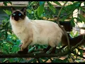 Why Balinese Cats Are the Ultimate Feline Companions