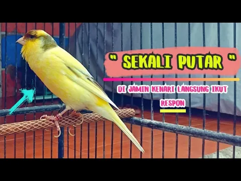 Download MP3 Suara PANCINGAN KENARI Paud BeLajar BUNYI NgeriwiK Cuit Cuit || MASTERAN KENARI Paud || Part 111