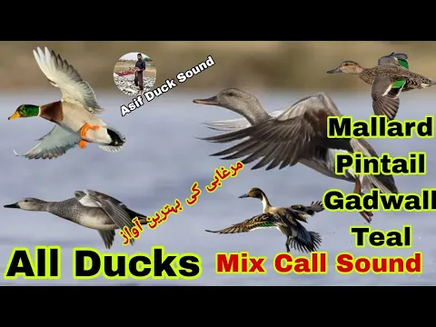 Download MP3 All ducks mix call sound || Mallard pintail gadwall teal duck best sound || Morgabi ki awaz