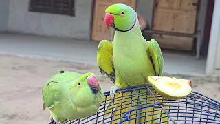 Ringneck Parrot Jora masti kiss ka video 