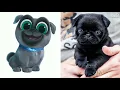 Puppy Dog Pals Characters In Real Life | Cute Puppies