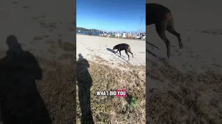 #fyp #dream #youtube #doberman #pets